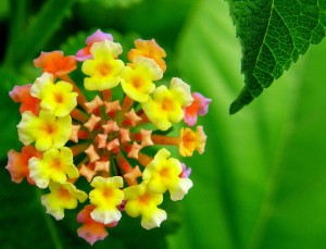flowers creative commons