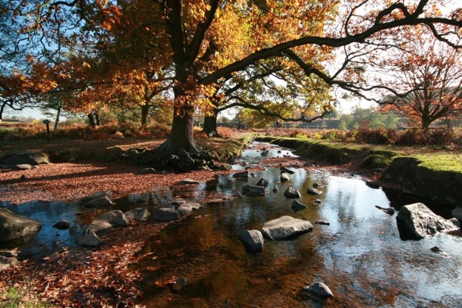 Bradgate Stream