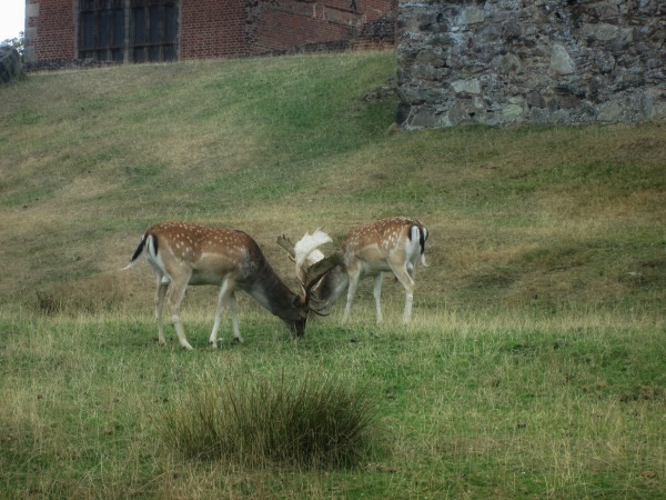 Deers at Bradgate Parke in Leicester